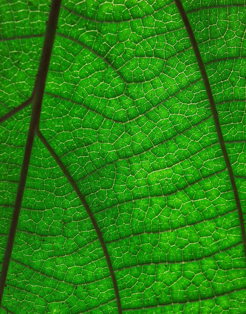 natural_organism_2_c_Envato_Elements.jpg
