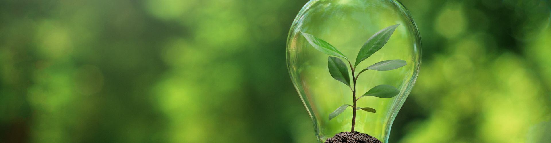 small-tree-planted-in-light-bulb-on-coin-with-natu-2023-06-06-05-14-55-utc-min.jpg