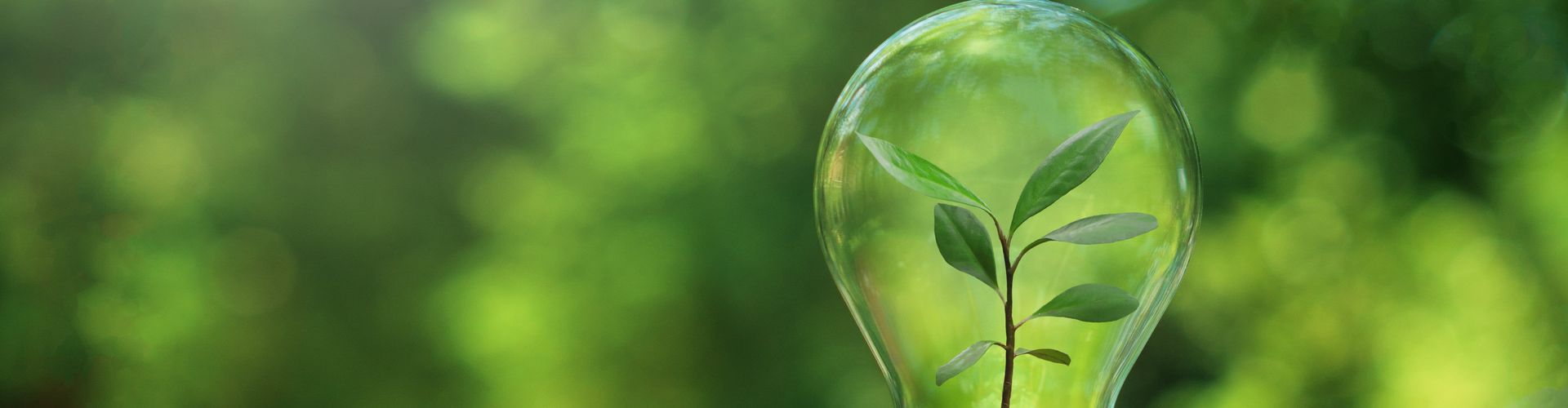 small-tree-planted-in-light-bulb-on-coin-with-natu-2023-06-06-05-14-55-utc-min.jpg